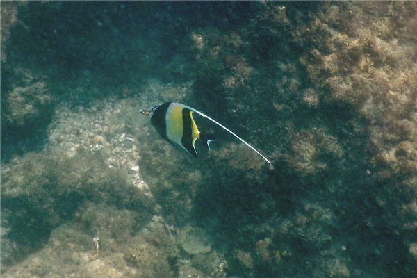 Surgeonfish - Moorish Idol Surgeonfish - Moorish Idol