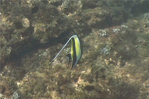Surgeonfish - Moorish Idol Surgeonfish - Moorish Idol