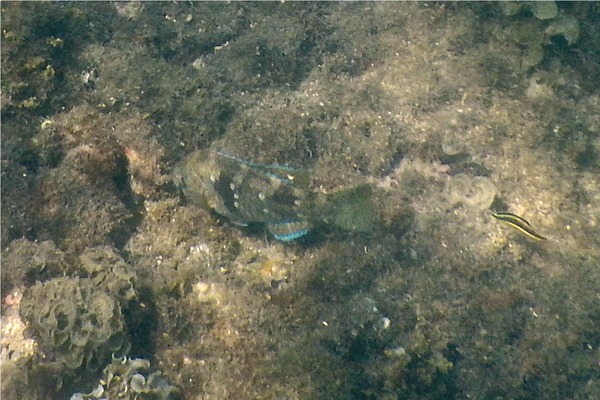 Parrotfish - Azure Parrotfish