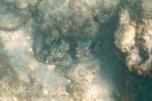 Parrotfish - Azure Parrotfish