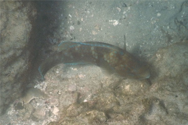 Parrotfish - Azure Parrotfish