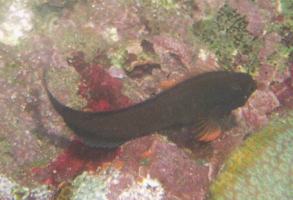 Blennies - Redlip Blenny