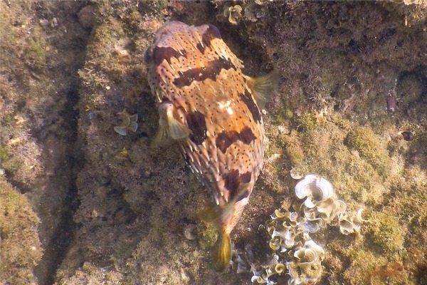 Porcupinefish - Balloonfish