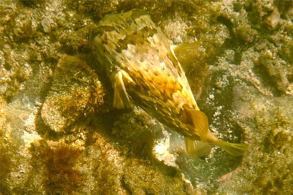 Porcupinefish - Balloonfish