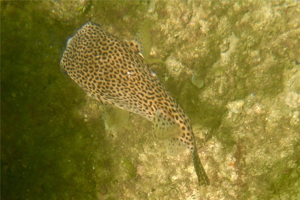 Porcupinefish - Porcupinefish