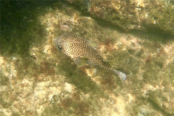 Porcupinefish - Porcupinefish