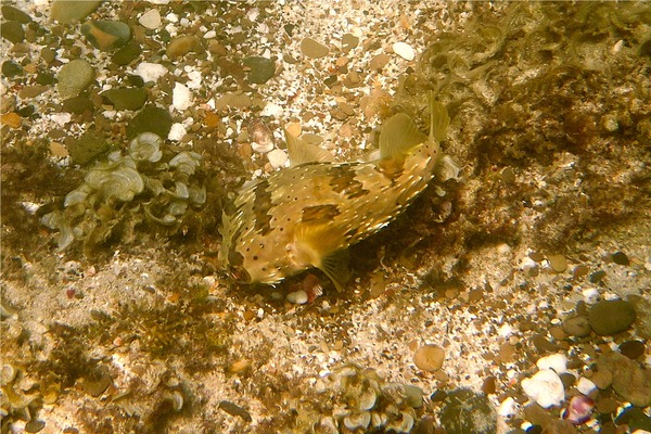 Porcupinefish - Balloonfish