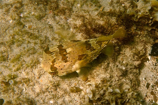 Porcupinefish - Balloonfish