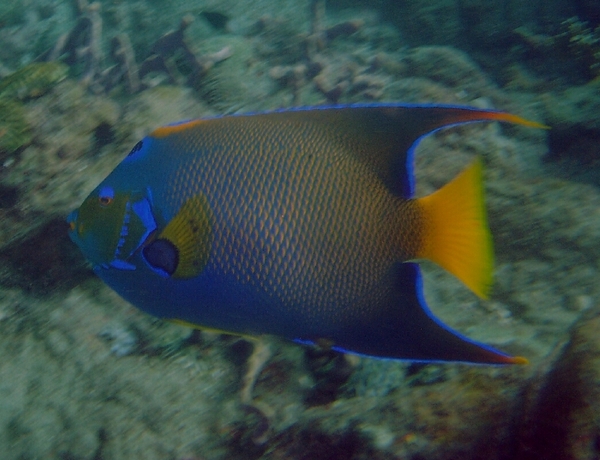 Angelfish - Queen Angelfish