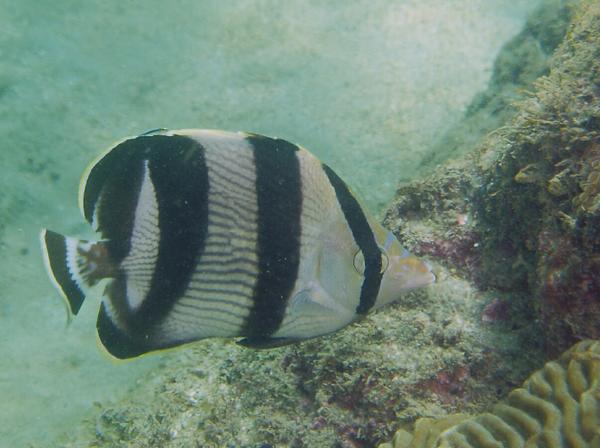 Butterflyfish - Banded Butterflyfish