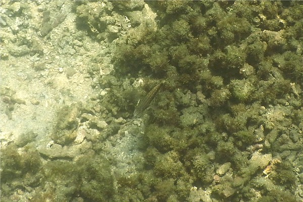 Perch - Barred Serrano