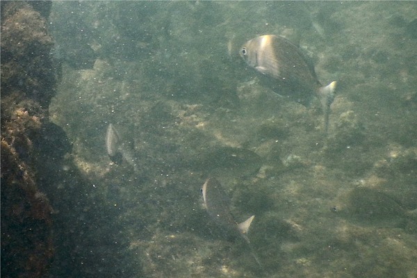Chubs - Blue-Bronze Sea Chub Chubs - Blue-Bronze Sea Chub