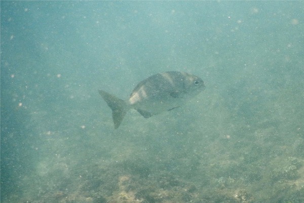 Chubs - Cortez Sea Chub Chubs - Cortez Sea Chub