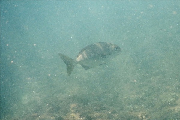 Chubs - Cortez Sea Chub