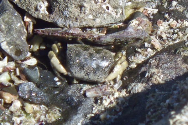 Crabs - Green Porcelain Crab