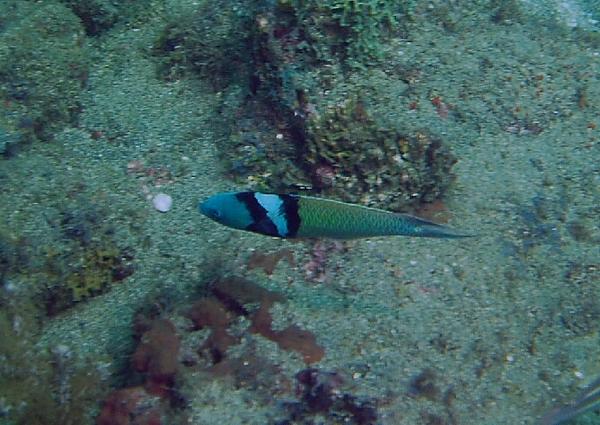 Wrasse - Bluehead Wrasse