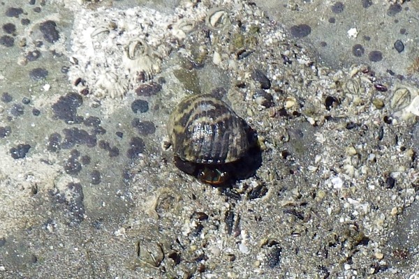 Crabs - Left Handed Hermit Crab Crabs - Left Handed Hermit Crab