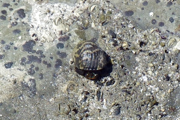 Crabs - Left Handed Hermit Crab