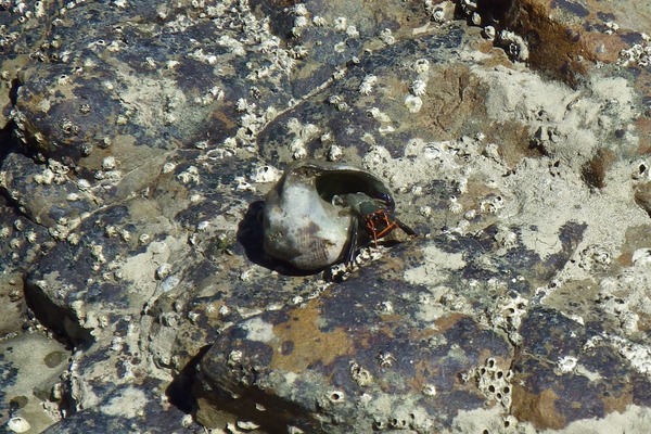 Crabs - Left Handed Hermit Crab