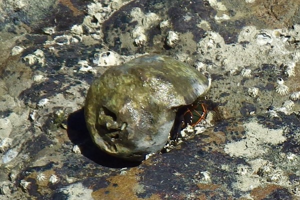 Crabs - Left Handed Hermit Crab