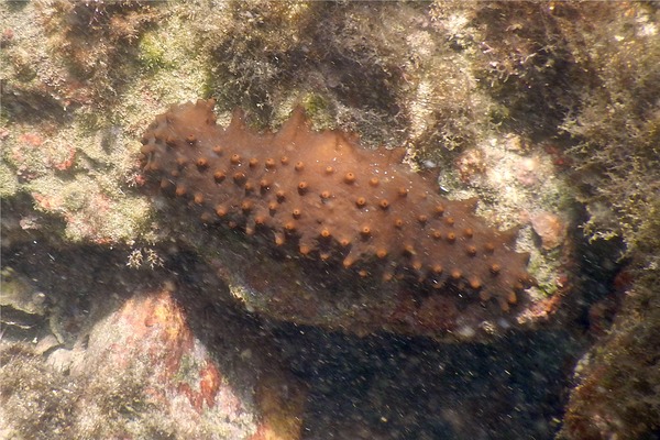 Sea Cucumbers - Brown Sea Cucumber