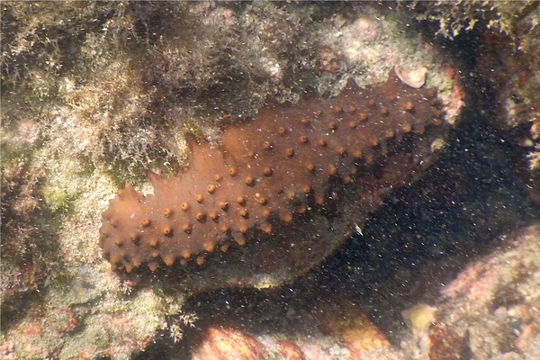 Sea Cucumbers - Brown Sea Cucumber