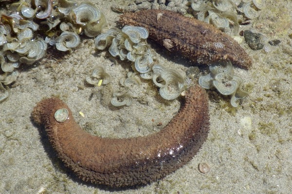 Sea Cucumbers - Warty Sea Cucumber