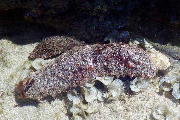 Sea Cucumbers - Red Snakefish Cucumber