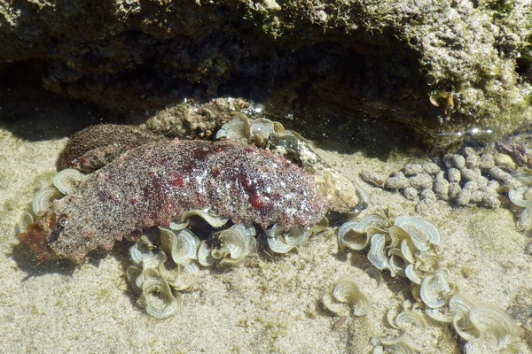 Sea Cucumbers - Red Snakefish Cucumber