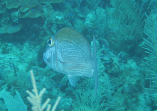 Porgies - Jolthead Porgy