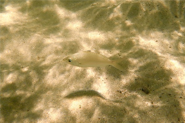 Mojarras - Pacific Flagfin Mojarra