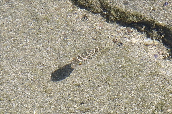 Pufferfish - Bullseye Puffer