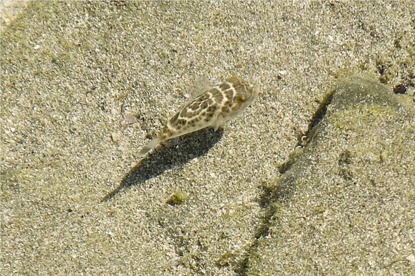 Pufferfish - Bullseye Puffer