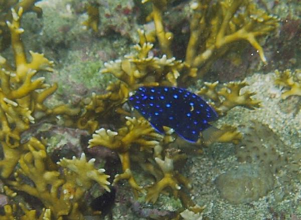 Damselfish - Yellowtail Damselfish