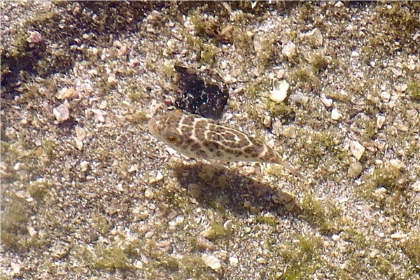 Pufferfish - Bullseye Puffer