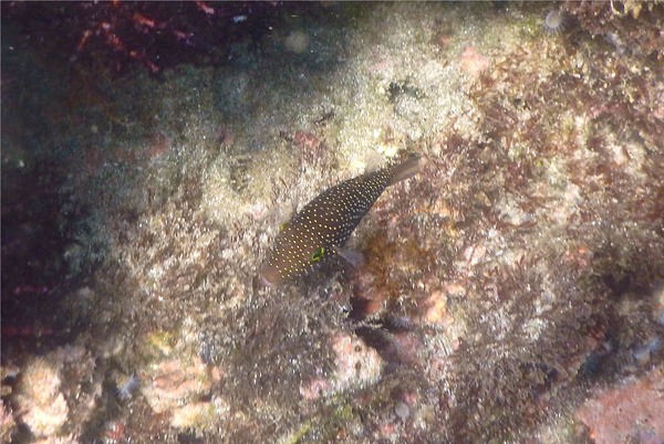 Pufferfish - Spotted Sharpnose Puffer Pufferfish - Spotted Sharpnose Puffer
