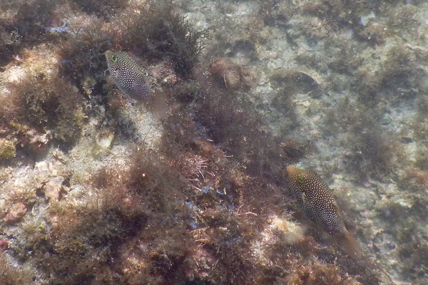 Pufferfish - Spotted Sharpnose Puffer Pufferfish - Spotted Sharpnose Puffer