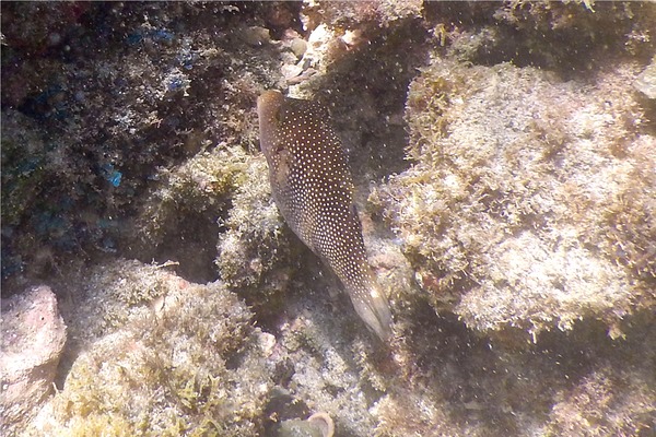 Pufferfish - Spotted Sharpnose Puffer