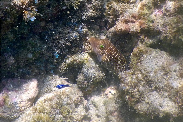 Pufferfish - Spotted Sharpnose Puffer