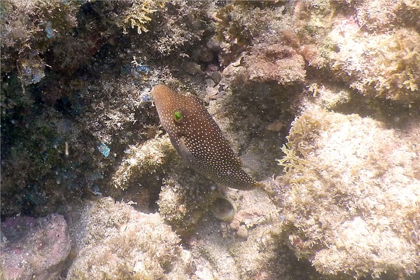 Pufferfish - Spotted Sharpnose Puffer