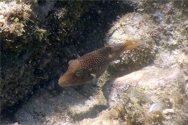 Pufferfish - Spotted Sharpnose Puffer