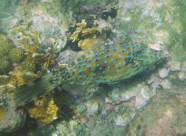 Filefish - Scrawled Filefish