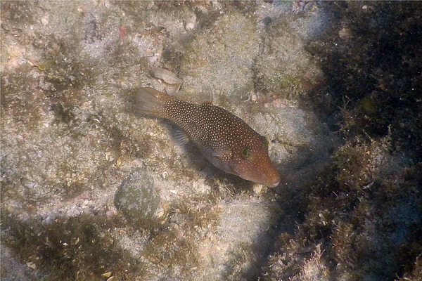 Pufferfish - Spotted Sharpnose Puffer Pufferfish - Spotted Sharpnose Puffer