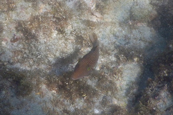 Pufferfish - Spotted Sharpnose Puffer