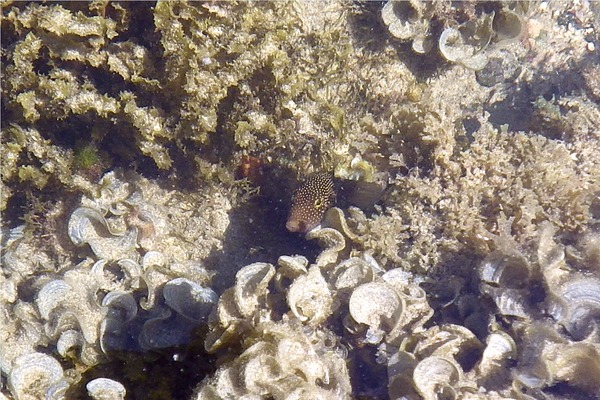 Pufferfish - Spotted Sharpnose Puffer Pufferfish - Spotted Sharpnose Puffer
