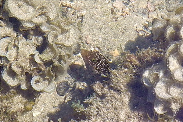 Pufferfish - Spotted Sharpnose Puffer Pufferfish - Spotted Sharpnose Puffer