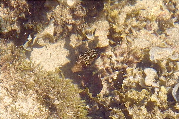 Pufferfish - Spotted Sharpnose Puffer Pufferfish - Spotted Sharpnose Puffer