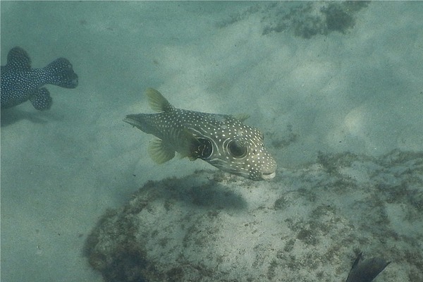 Pufferfish - Whitespotted Puffer