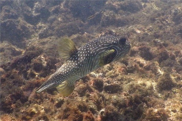 Pufferfish - Whitespotted Puffer