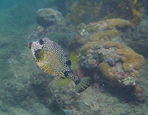 Trunkfish - Smooth Trunkfish